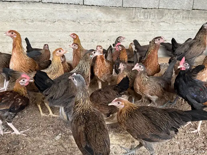 دجاج عربي بشاير 6