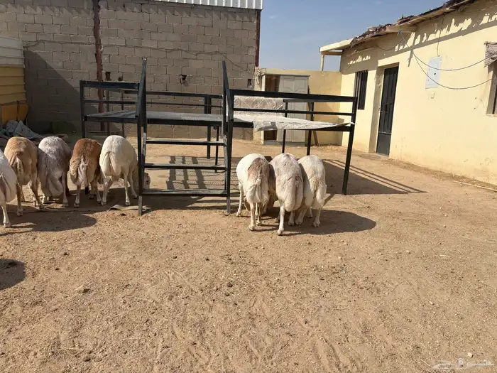 رفيدي صومالي تربيه 5 أشهر خرفان عدد 10 سومها 860 3