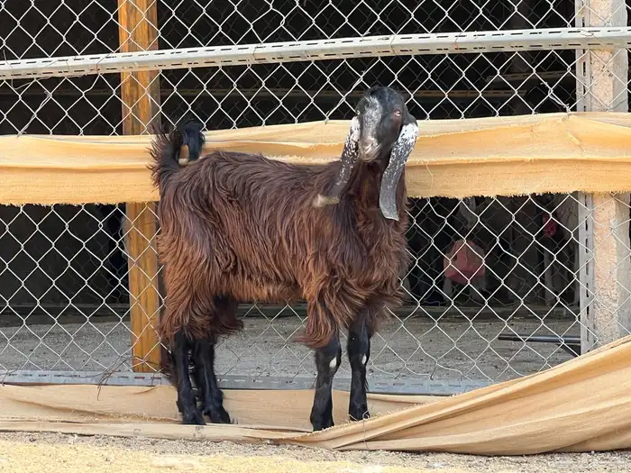 تيس فحل جذع 1