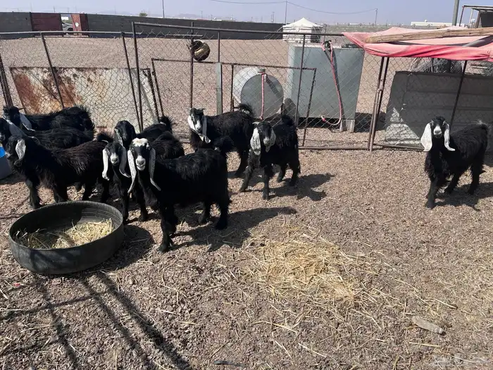 للبيع ذبايح تيوس وجفار 1