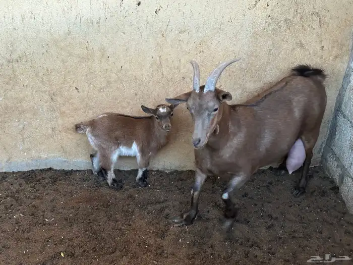 عنز قزميه ماكس معها جفرة عمرها تقريبا شهر 1