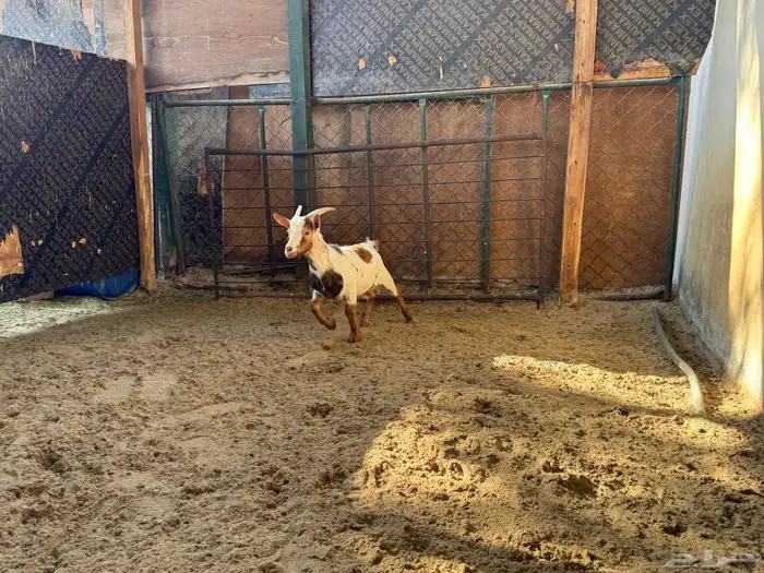 تيسن اقزام انتاج 1