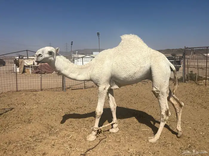 قعود رماني 5