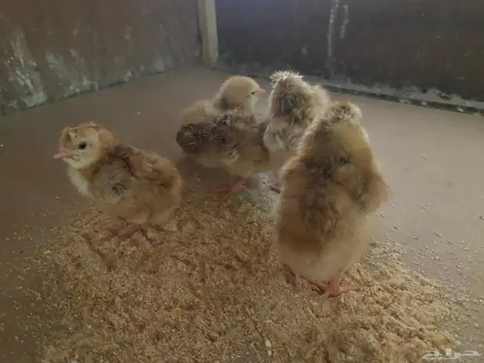 صوص صيصان كتاكيت دجاج فرنسي احمر الكمية محدودة 2