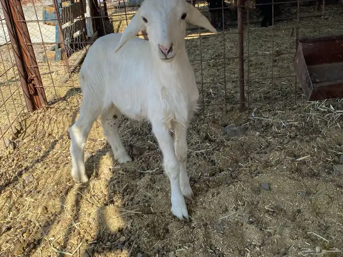 داغور طلي حري يرضع من اي شاه شرط 4