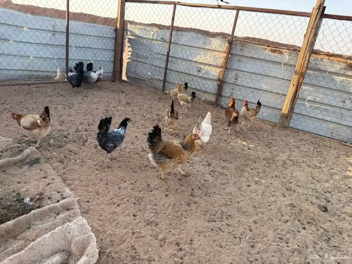 البيع دجاج بياض في الخرج 4