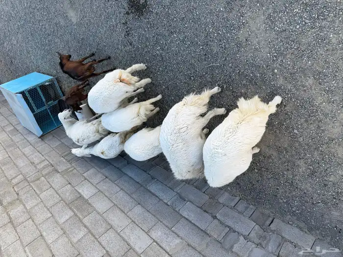 خرفان للبيع جمله 2