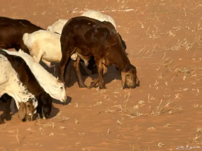 سواكنيات وبرابر حلال بر 36