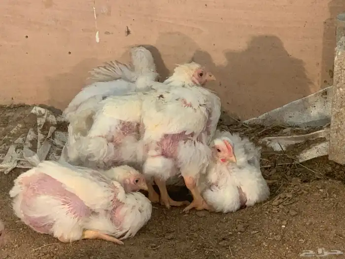 للبيع دجاج لاحم 7