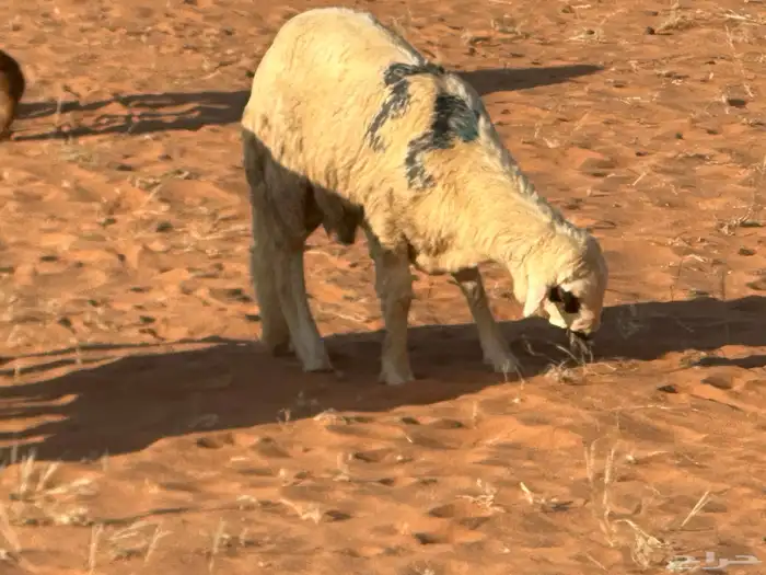 سواكنيات وبرابر حلال بر 16