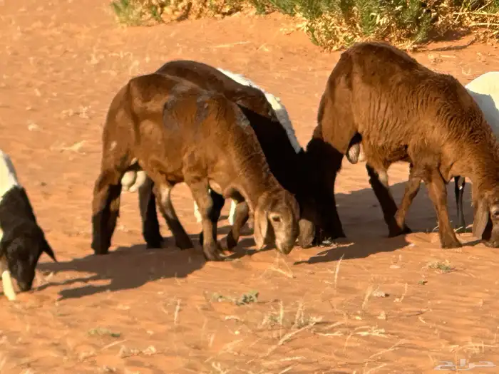 سواكنيات وبرابر حلال بر 14