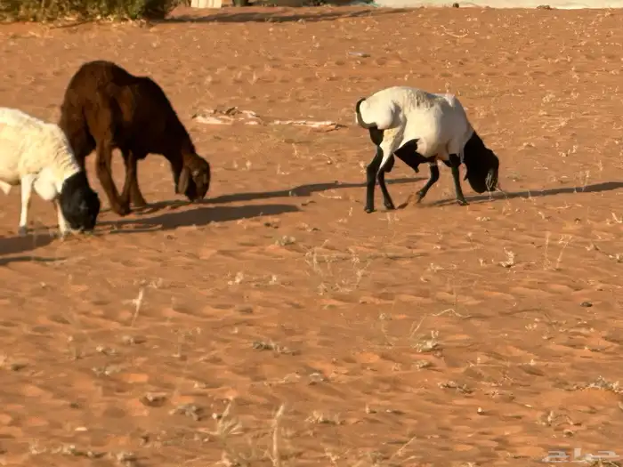 سواكنيات وبرابر حلال بر 33