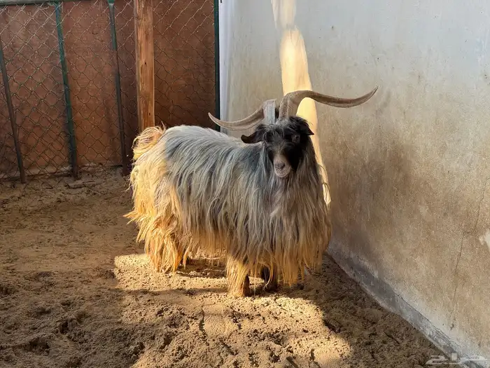 فحل عماني رحبي مشروط 0