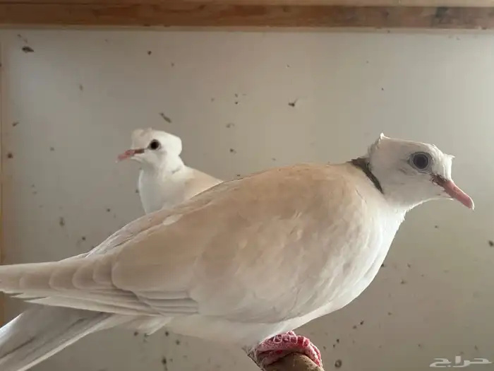 جوز حمام صدفي دبل كرست مع انتاجه 2