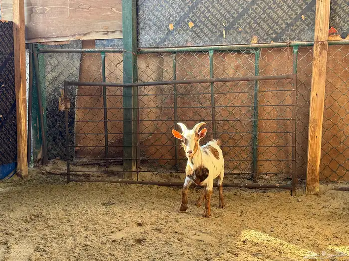 تيسن اقزام انتاج 0