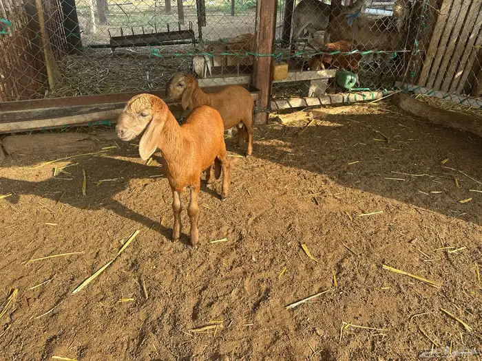 نعجه سواكني متبوعه برخل وفرير 5