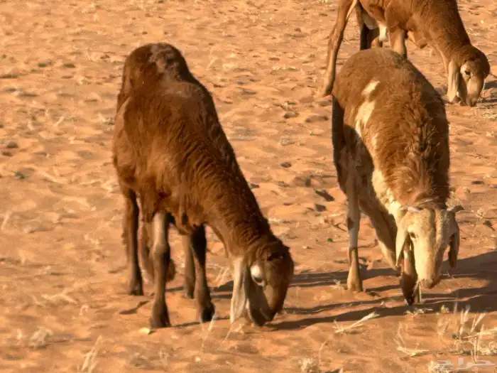 سواكنيات وبرابر حلال بر 12