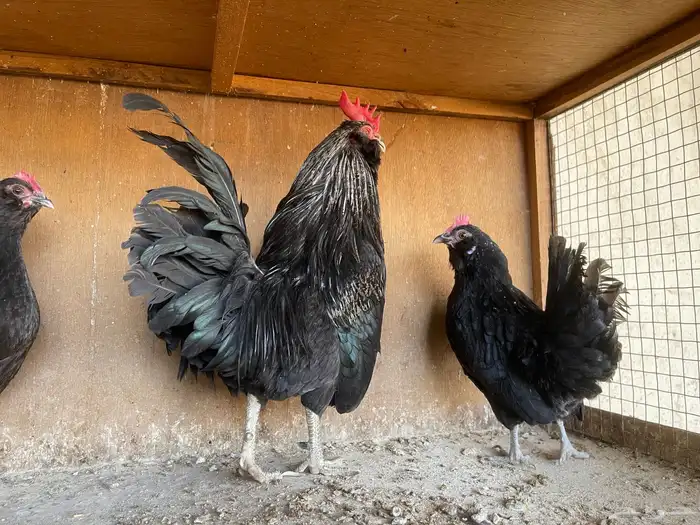 أطقم دجاج البوم 6