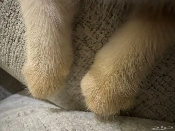 سكوتش فولد تربل بيور شهرين 12