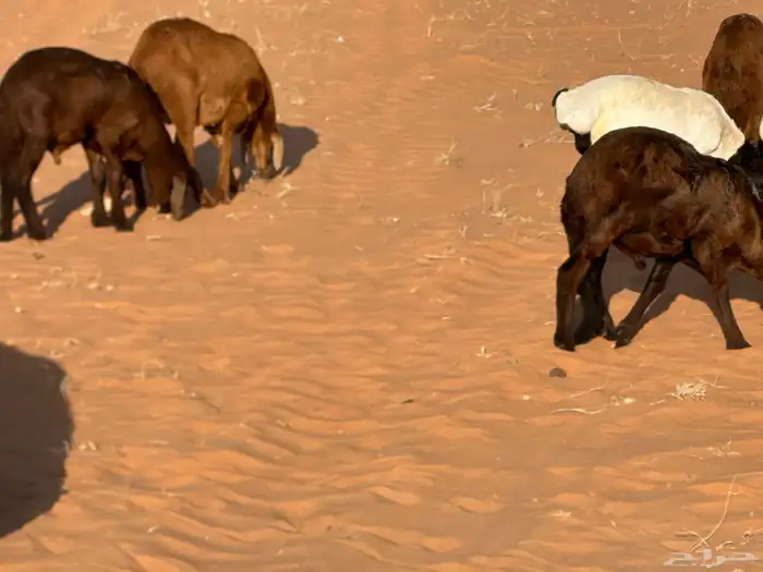 سواكنيات وبرابر حلال بر 60