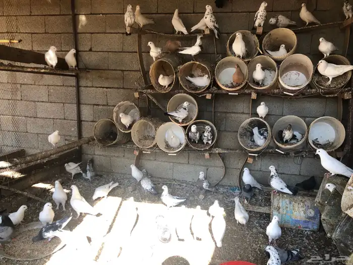 حمام للبيع منتج شرط مع صور انتاجه 0