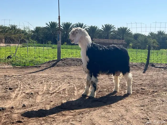 مشروع فحل نجدي فاخر العمر ثمانيه اشهر 0