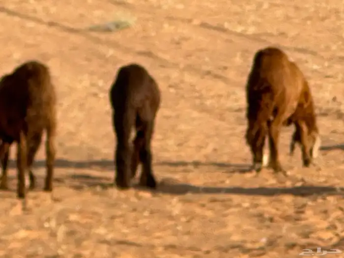 سواكنيات وبرابر حلال بر 84