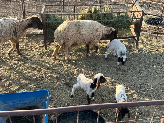 غنم مواليد 2