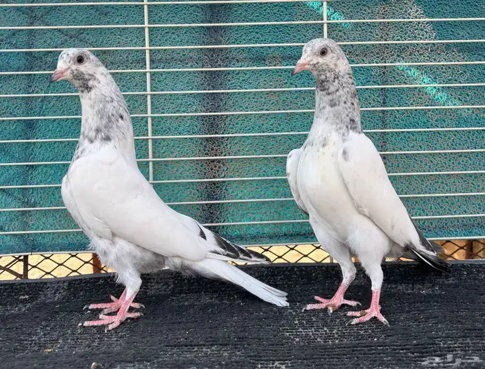 حمام باكستاني 3