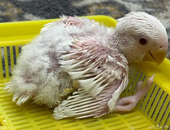 فروخ روز البينو 2