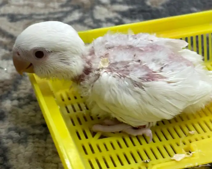 فروخ روز البينو 4