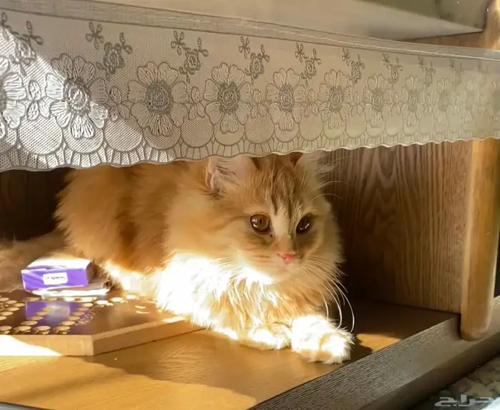 قط شيرازي برتقالي للتبني سبع شهور 2