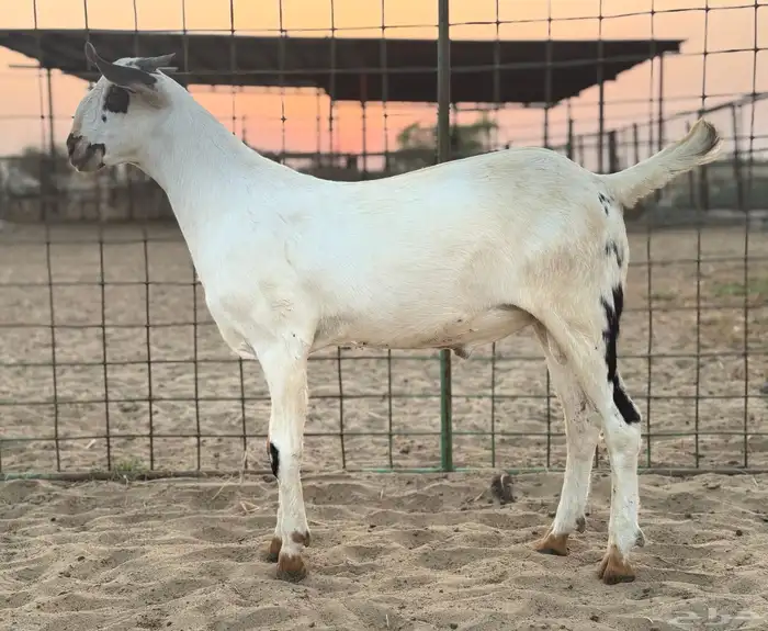 مشروع فحل بيشي 4