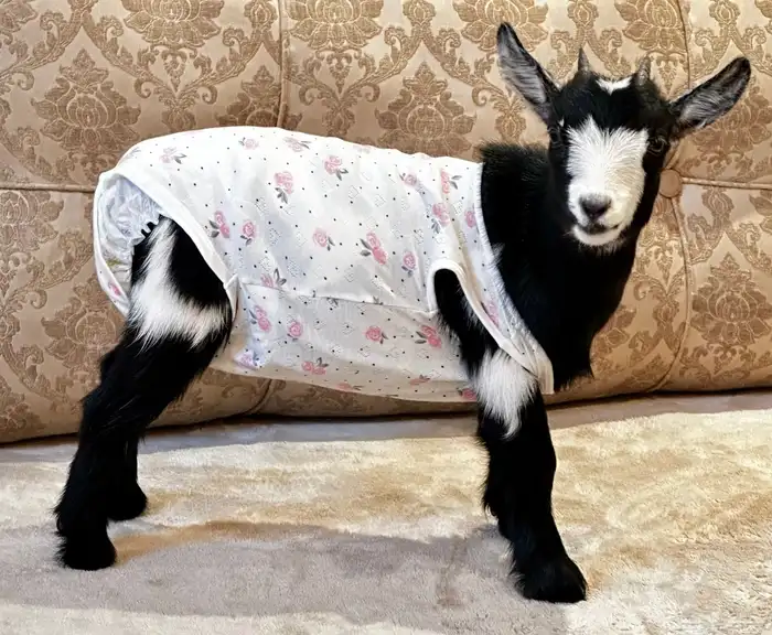 ماعز قزمي للبيع مع جميع الاغراض الشخصيه 1