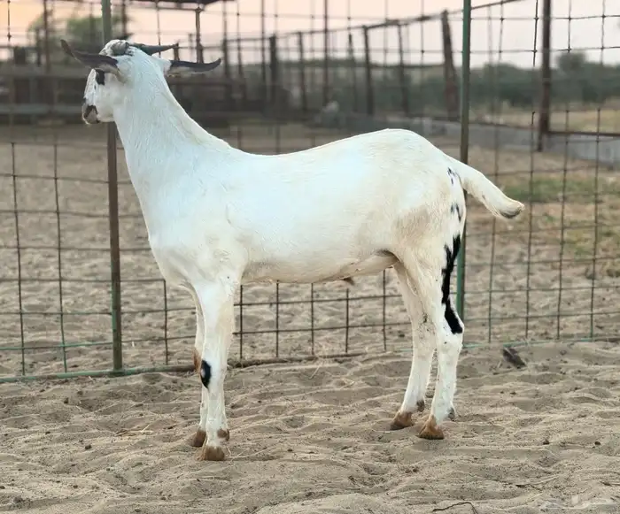 مشروع فحل بيشي 2