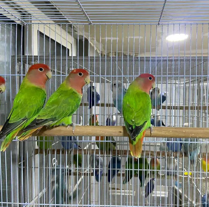 للبيع 3 اناث روز قرين رد اوبلاين 1