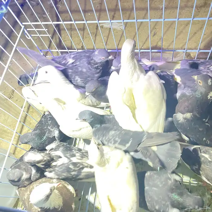 حمام لا صقور جمله 12 زوج الصحه مره فل مشاءالله 0