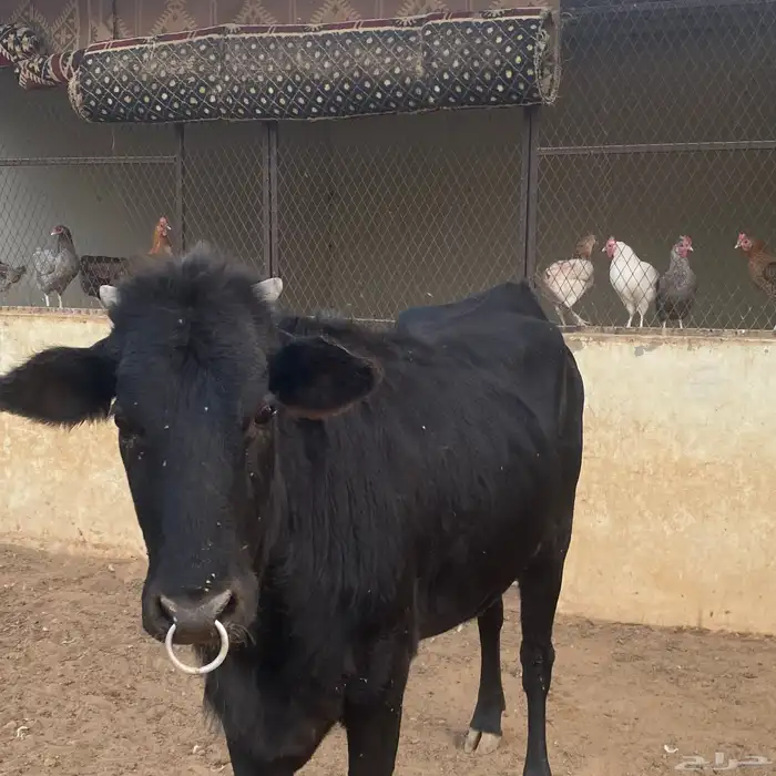 بقرتين ألمانيا وبقرة بلدية 7