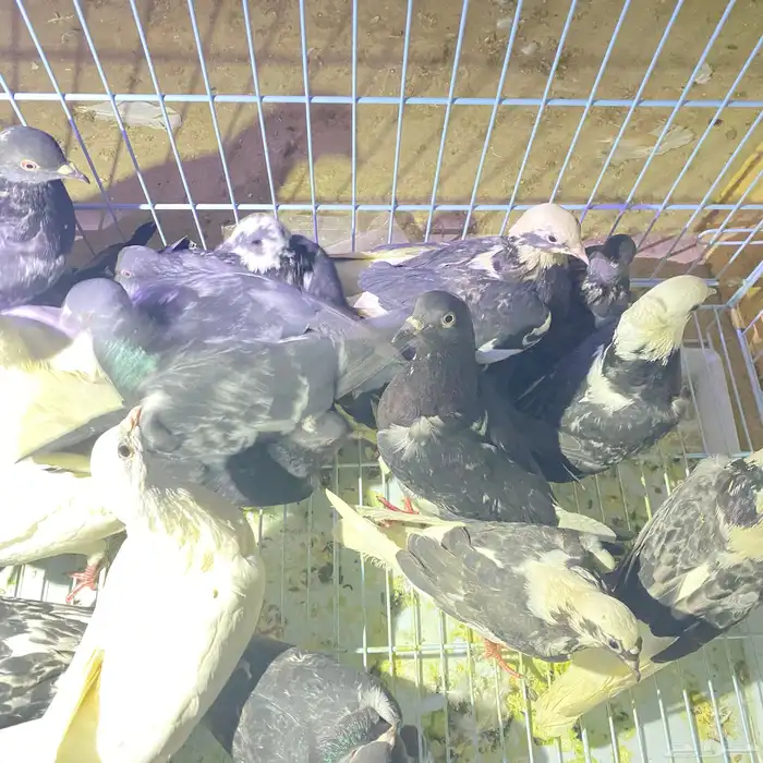 حمام لا صقور جمله 12 زوج الصحه مره فل مشاءالله 2