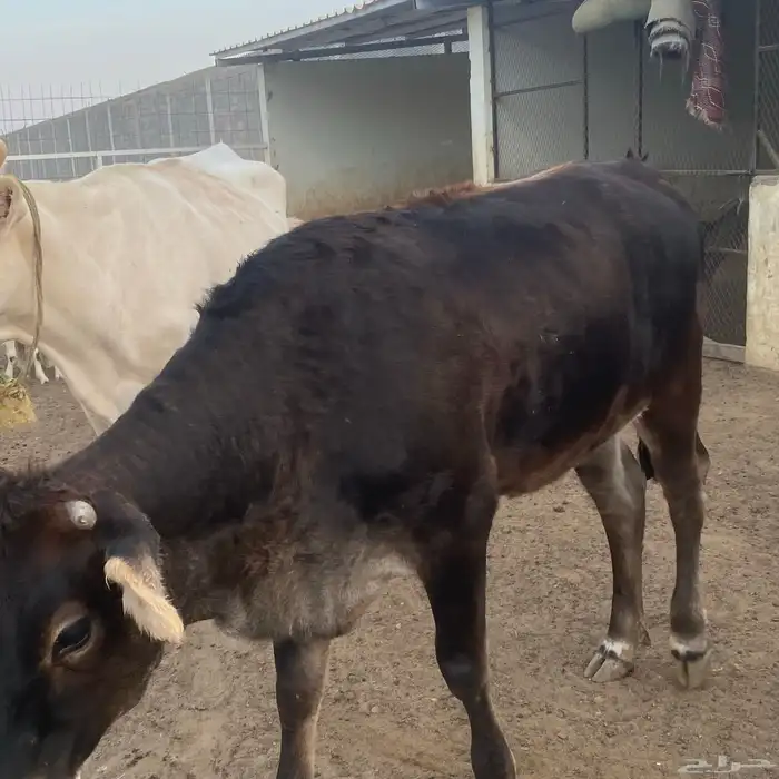 بقرتين ألمانيا وبقرة بلدية 3