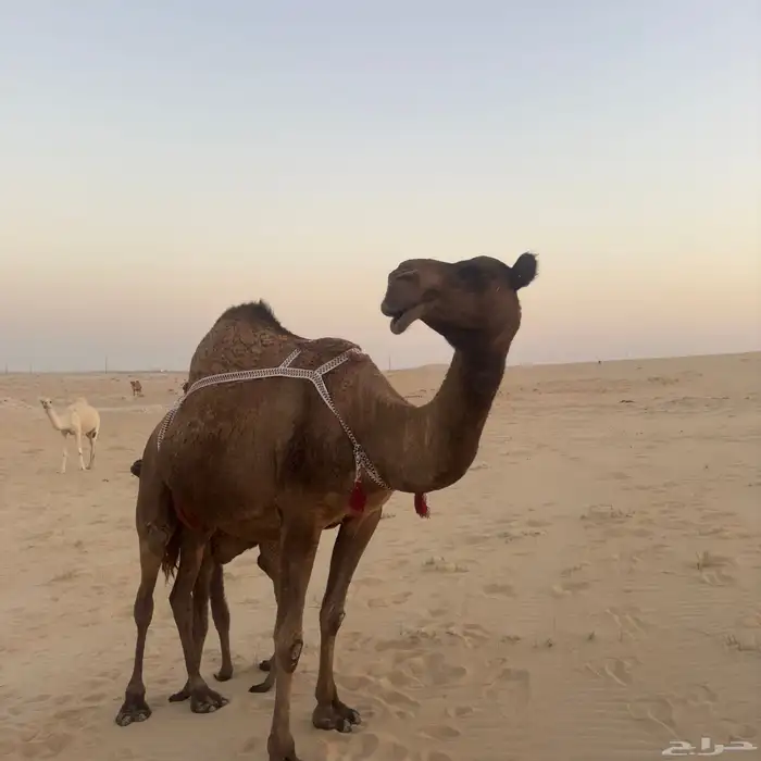 خلفه صفرا حدرها بكره 1