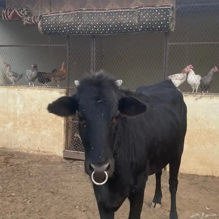 بقرتين ألمانيا وبقرة بلدية 6