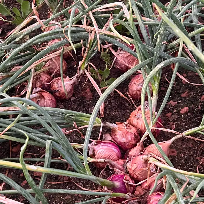 بصل بذرة يمني 10هكتار 0