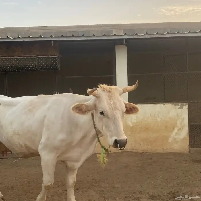 بقرتين ألمانيا وبقرة بلدية 0