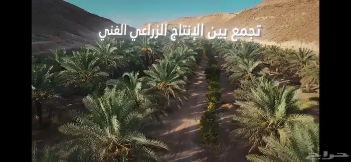 تصوير درون احترافي باسعار تنافسية 1