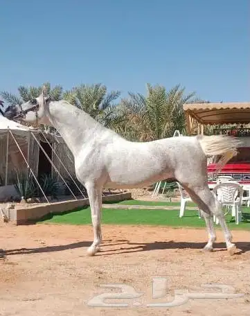 مربط الرفيع للخيول العربية الاصيلة 4