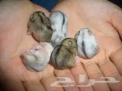 هامسترات روسية - هامسترات سورية بأعمار مختلفة 1