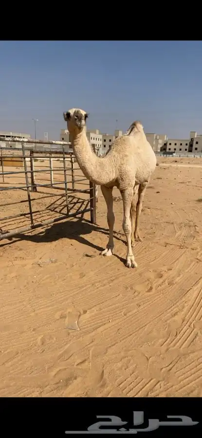 بكار مفاريد 4