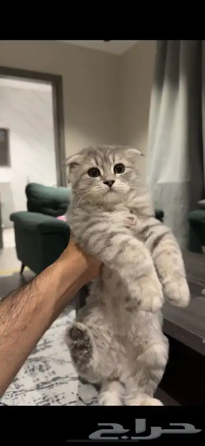 ثلاث قطط للتبني بسعر رمزي صغيرات اعمارهم 4 شهور وحلوات 3