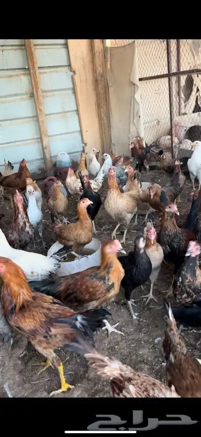 دجاج بشاير عمارهن 6 شهور العدد تقريبن 70 الى 75 0